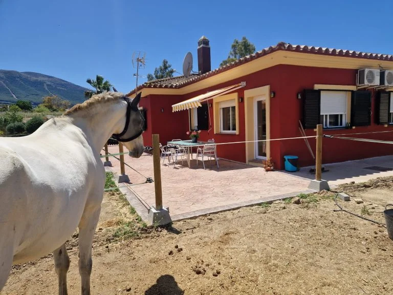 Wit paard naast het terras van het appartement bij Rancho Pancho