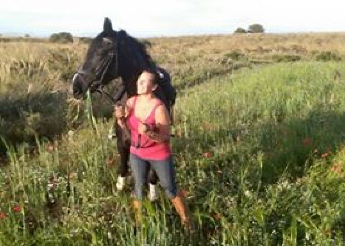 Mijn Paarden